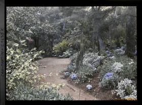Image représentant Massif fleuri en sous-bois, situé à l'embranchement de deux allées