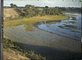Image représentant Une rizière récemment repiquée