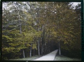 Image représentant Forêt