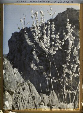 Image représentant Arbre en fleurs encadré de rochers
