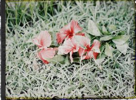 Image représentant un rameau d'hibiscus rouge à fleurs doubles, coupé