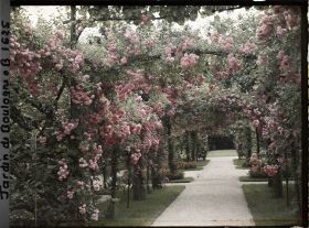 Image représentant Axe central du verger-roseraie vu vers le jardin anglais, non loin du rond-point côté jardin françai