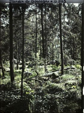 Image représentant La forêt vosgienne