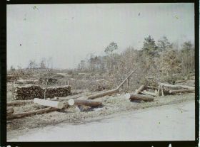 Image représentant Forêt