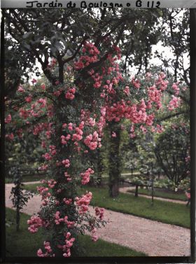 Image représentant Coin du verger-roseraie, situé au nord-ouest du rond-point proche du jardin français