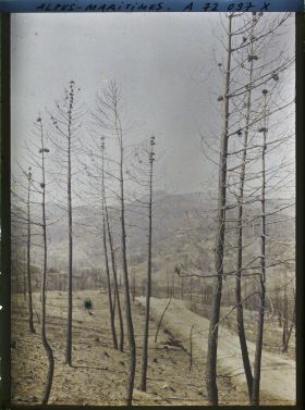 Image représentant Paysage de bois de pins après incendie?