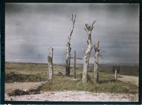 Image représentant France, Esnes, Arbres déchiquetés par les Obus