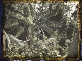 Image représentant Végétation (palmiers, bananiers) dans la montagne