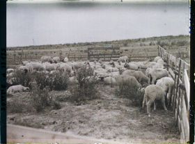 Image représentant Maurepas, Moutons au pacage