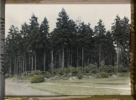 Image représentant Canada, Vancouver, Sapins au Stanley Park