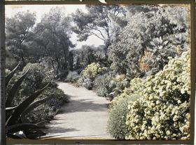 Image représentant Arbustes en fleurs et autres plantes exotiques bordant une allée, vue en direction de Monaco