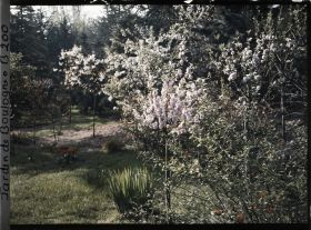 Image représentant Arbres fruitiers en fleurs à proximité de la forêt bleue ?