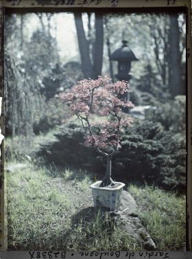 Image représentant Bonsaï d'érable rougeoyant sur une roche du " village japonais ", non loin du jardin anglais