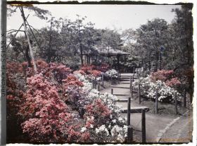 Image représentant Hibiya-koen (parc de Hibiya), allée bordée d'azalées menant à un kiosque