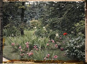 Image représentant Parterre fleuri au coeur de la forêt bleue