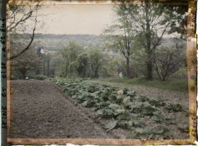 Image représentant Seine et Oise, Marly-le Roy, Culture de Rhubarbe
