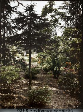 Image représentant Azalées près du Marais