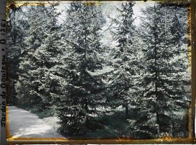 Image représentant La forêt dorée