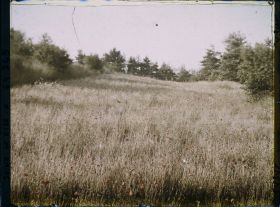 Image représentant Ile de France, Vallangoujard, Avoine et Coquelicots