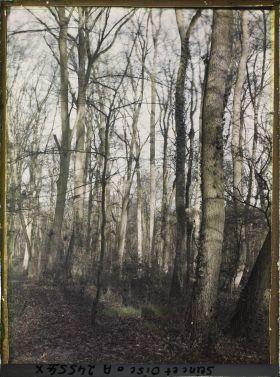 Image représentant Parc de Saint-Cloud, état de la végétation