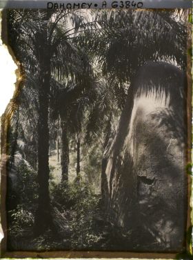 Image représentant Palmeraie en montagne