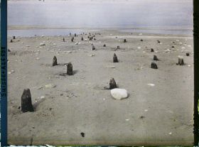 Image représentant Site palafittique préhistorique des Alpes, pieux en bois visibles lors de la baisse des eaux après la grande sécheresse de 1921 sur le lac de Neuchâtel