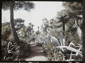 Image représentant Une allée de plantes exotiques