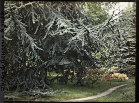 Image représentant Grand cèdre et azalées en fleurs situés près du marais, au bord du chemin menant vers l'ouest