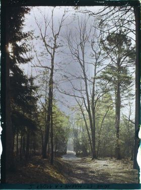 Image représentant France, Fontainebleau, Forêt de Fontainebleau