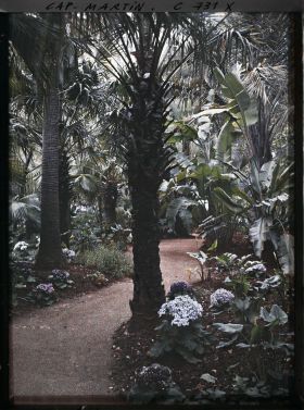 Image représentant Sous-bois de plantes exotiques fleuri