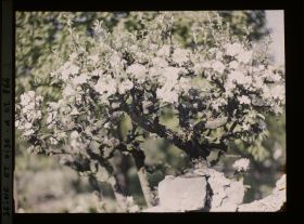 Image représentant Seine et Oise, St Nom la Bretèche, Poirier en fleurs