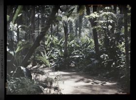 Image représentant Allée traversant un sous-bois d'ambiance tropical