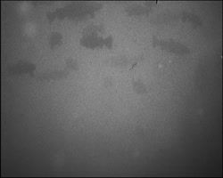 Image représentant Luminosité à l'aquarium du Trocadéro