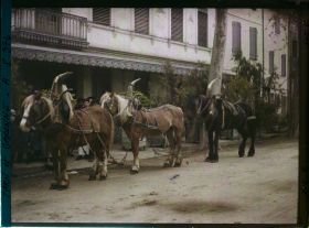 Image représentant Trois chevaux avec leurs colliers