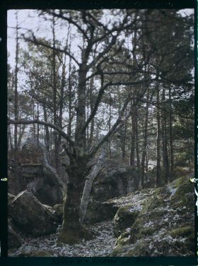Image représentant France, Fontainebleau, Forêt de Fontainebleau