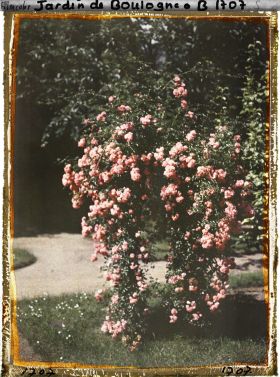 Image représentant Rosier(s) pleureur(s) ornant une plate-bande gazonnée du verger-roseraie, près du jardin japonais ?