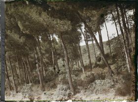 Image représentant Sous-bois de pins maritimes sur les pentes du Djebel Gouraya