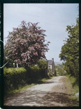 Image représentant Les aubépines