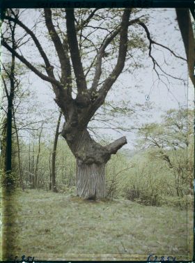 Image représentant Seine et Oise, Marly-le Roy, Vieux châtaigner
