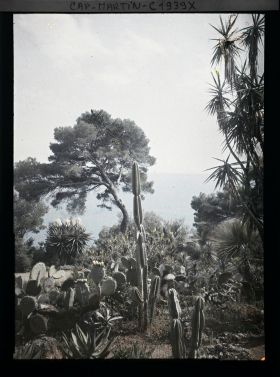 Image représentant Ensemble de plantes succulentes dominant la mer, à proximité de la villa Kahn, vue prise à 14 h