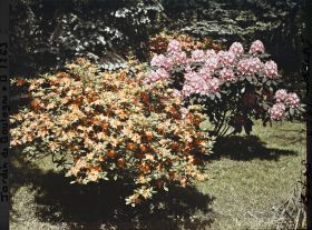 Image représentant Azalées et rhododendrons