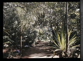 Image représentant Le jardin Les tropiques