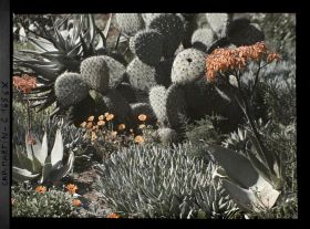 Image représentant Massif de plantes succulentes fleuri