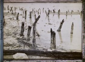 Image représentant Site palafittique préhistorique des Alpes, pieux en bois visibles lors de la baisse des eaux après la grande sécheresse de 1921