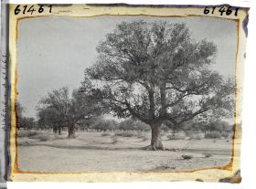 Image représentant Pistachiers térébinthes dans la daya