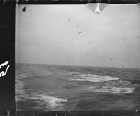 Image représentant Oiseaux marins au dessus de la mer agitée