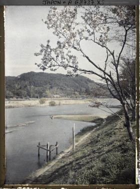 Image représentant Cerisiers en fleurs sur les rives de l'Ujigawa (rivière Uji)