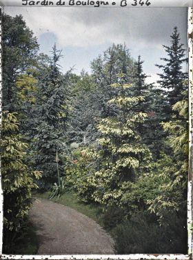 Image représentant Les épicéas de la forêt dorée vus en direction de la forêt bleue