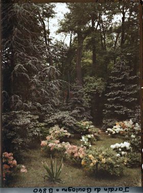 Image représentant Azalées près du marais, en bordure de la forêt dorée