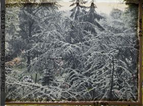 Image représentant Forêt bleue vue de l'atelier photo
